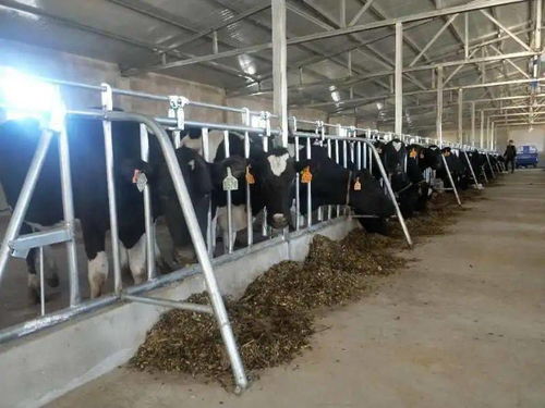 全區民族傳統奶制品產業發展現場會今日召開，共謀特色乳業振興之路